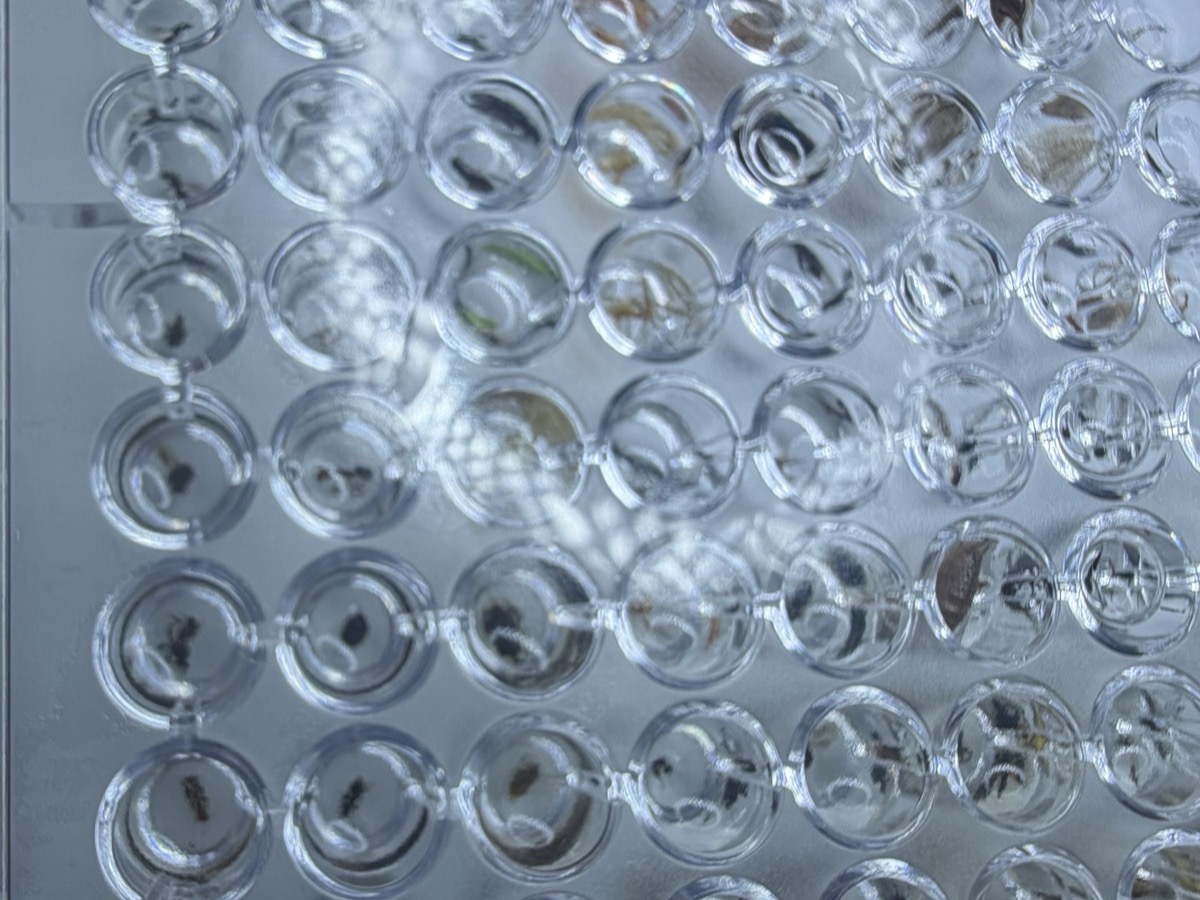 Backlit 96-well plate, one picked specimen per well, ready for barcoding