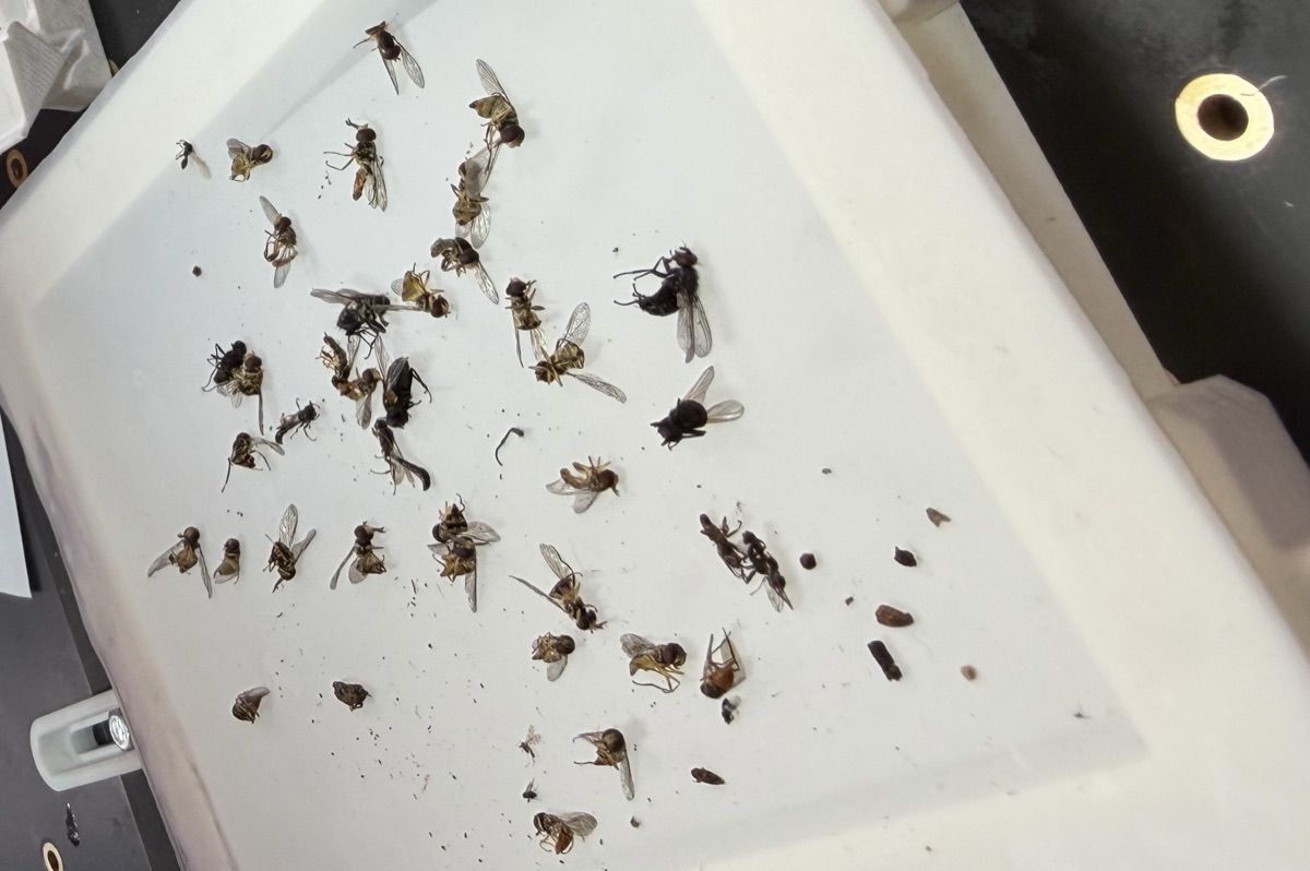 Intake tray of bulk trap specimens — flies and ants in the 2–6 mm range